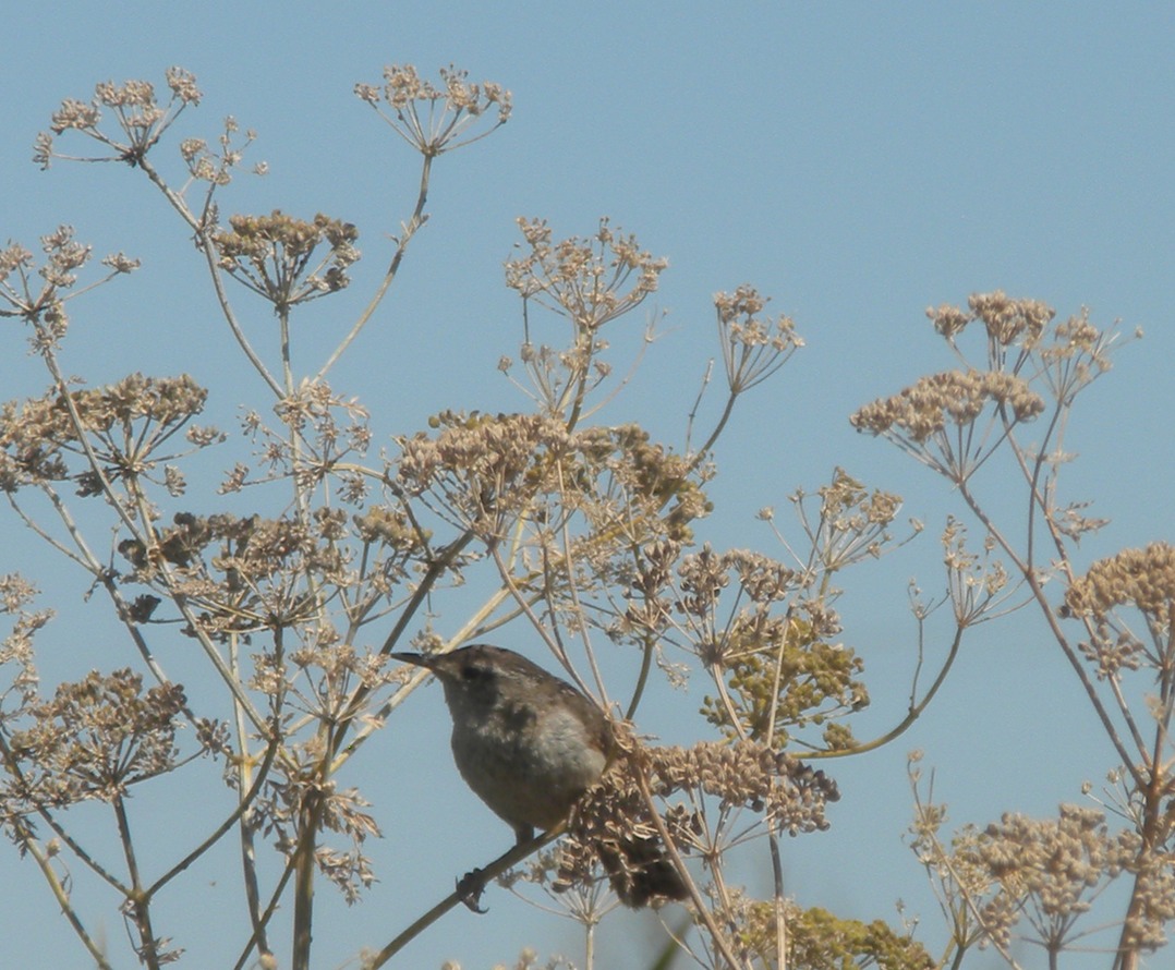 Yolo Bypass Black Phoebe maybe