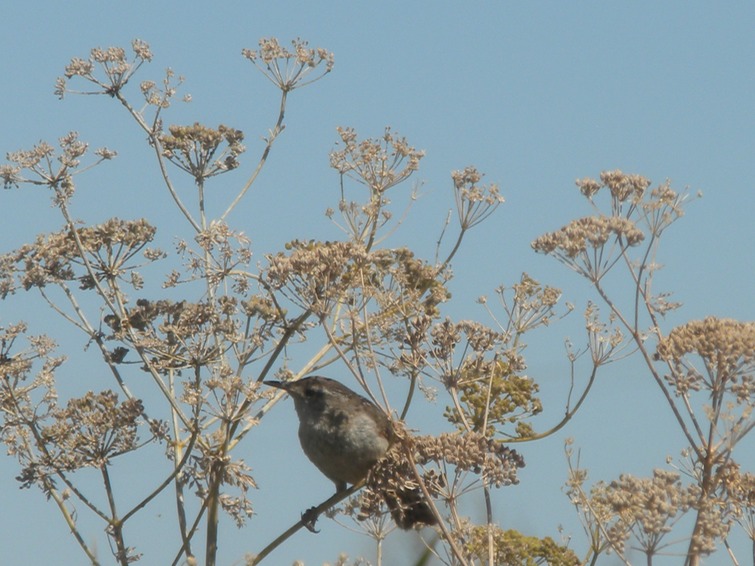 42 Black Phoebe (?)