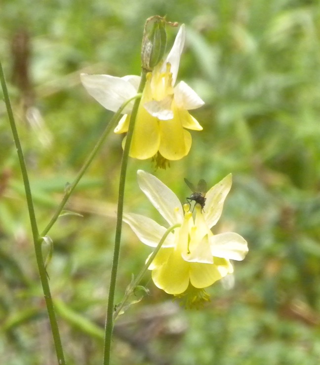 42 Yellow Columbine