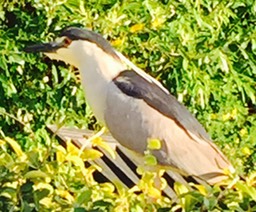 44 Black Crowned Night Heron