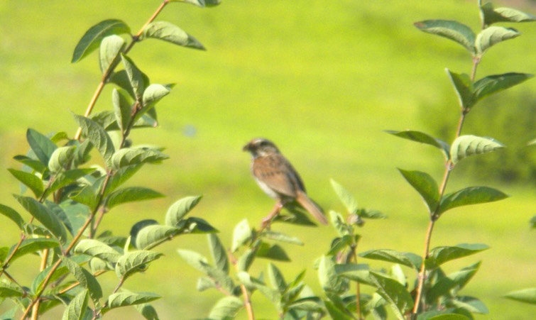 45 House Sparrow