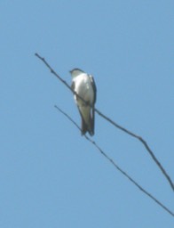 47 Eastern Phoebe