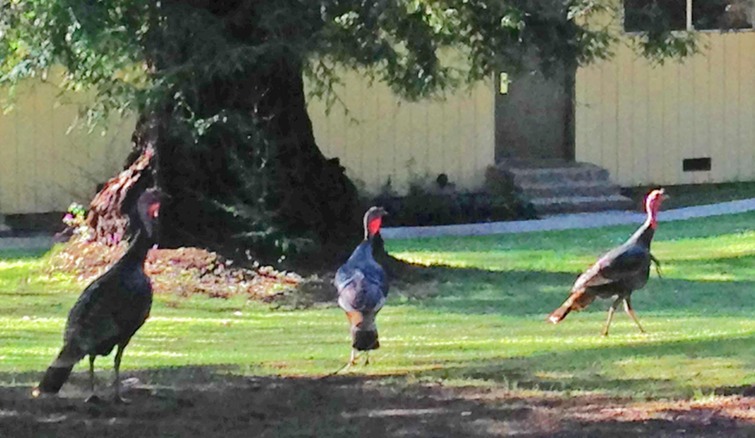 5 Wild Turkeys