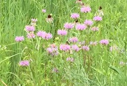 6 Pink flowers (Delafield)