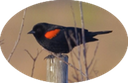 6 Red-winged Blackbird