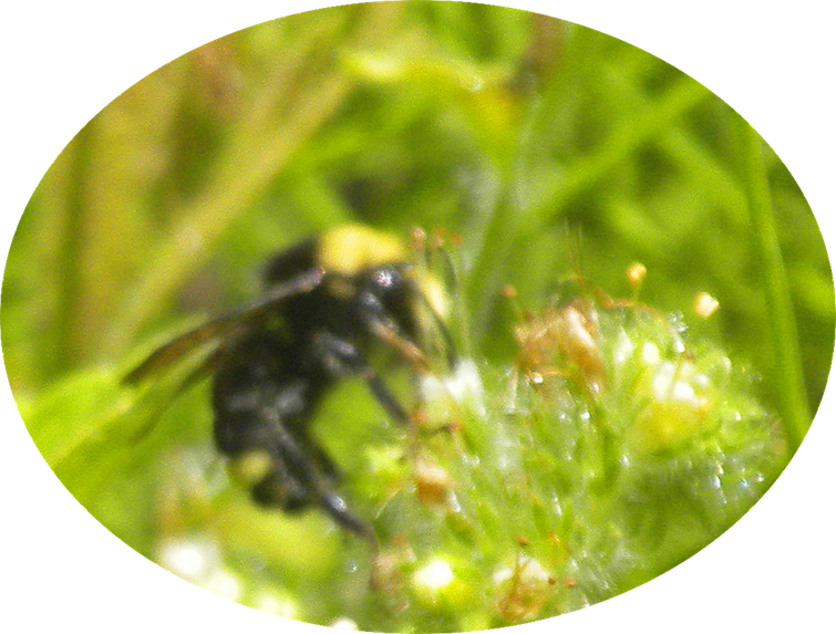 6 Yellow-Faced Bumble Bee