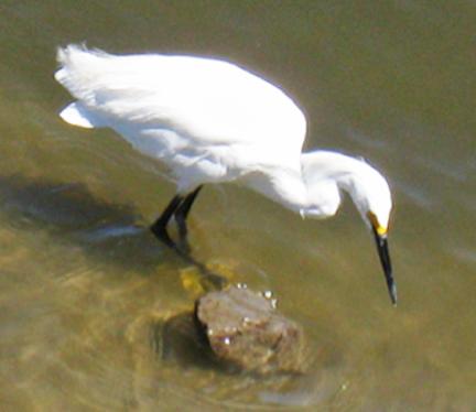 8 Snowy Egret