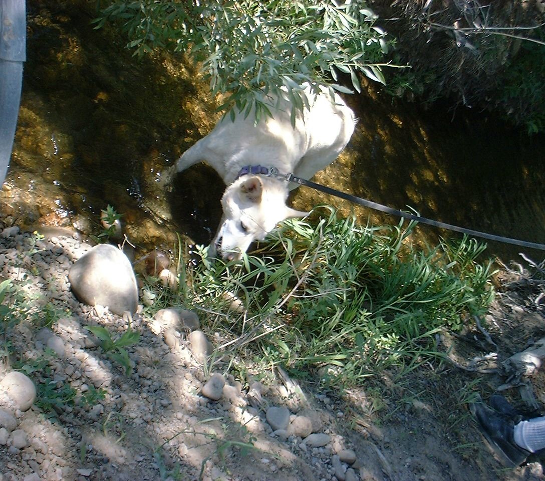 8.Murphy in stream