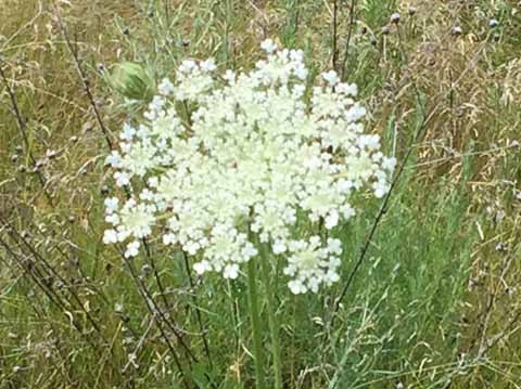 9 Queen Anne's lace (Kettle Moraine)