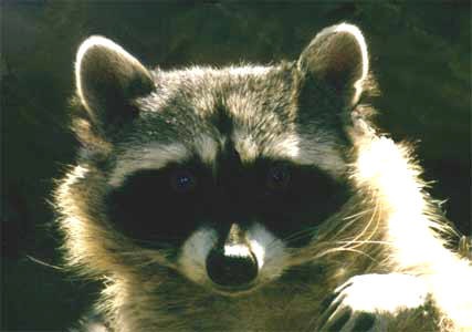 9 Raccoon