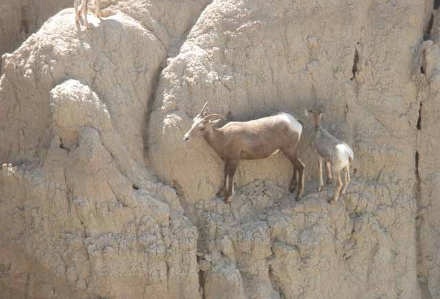 Big horn sheep 10