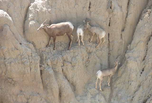 Big horn sheep 12