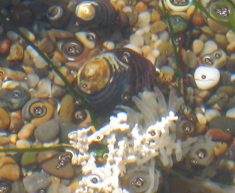 Black turban sheels (hermit crab) 2