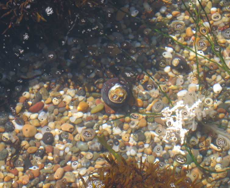 Black turban sheels (hermit crab) 1