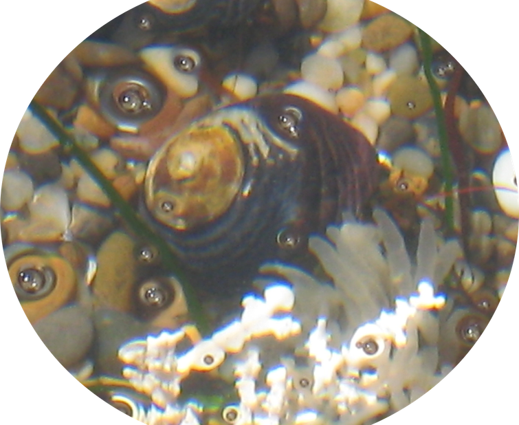 Black turban sheels (hermit crab) 2