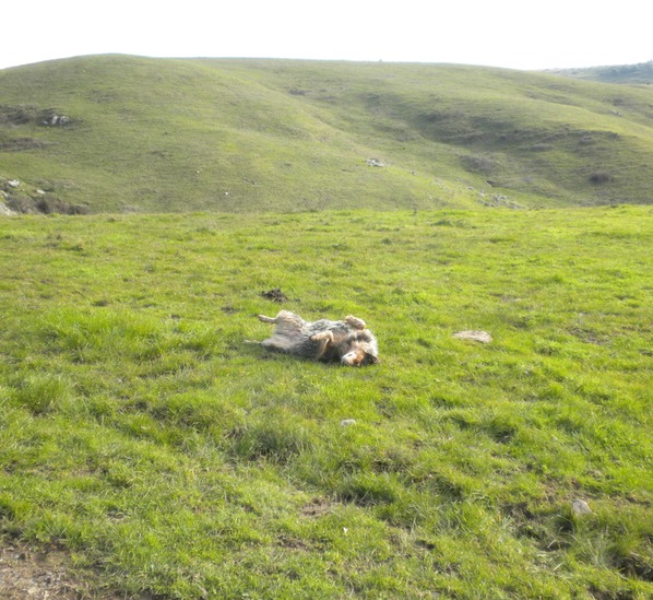 Bolinas Ridge 2