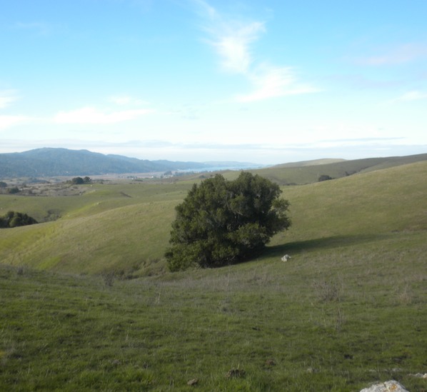 Bolinas Ridge 3