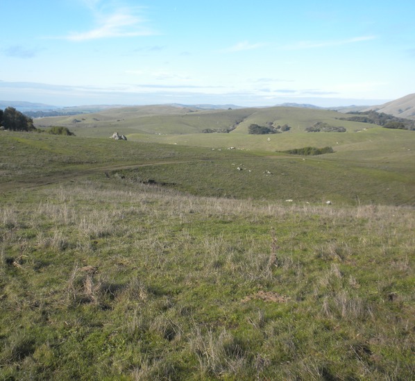 Bolinas Ridge Sceen 2