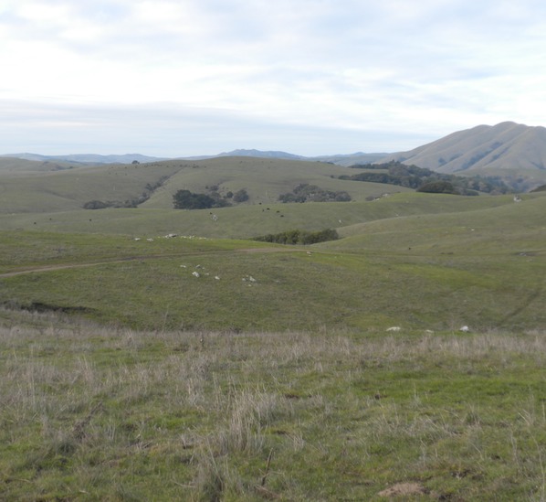 Bolinas Ridge Sceen 5