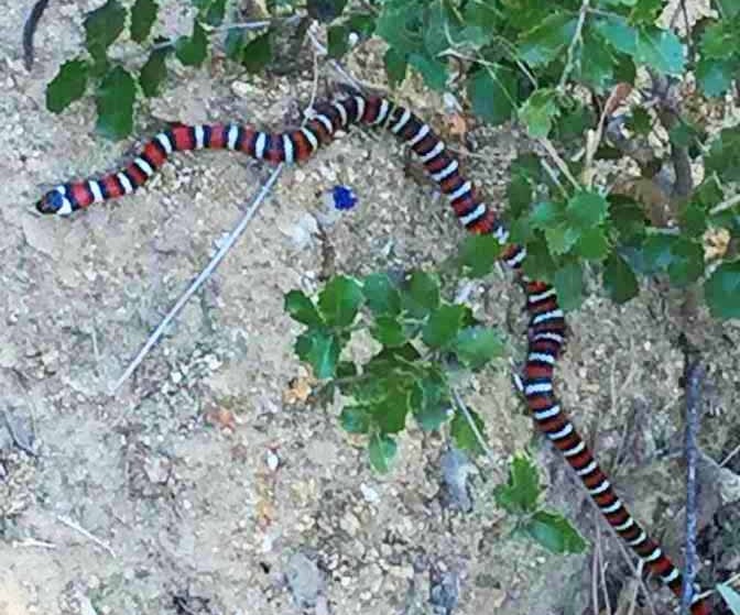 CA mountain kingsnake1