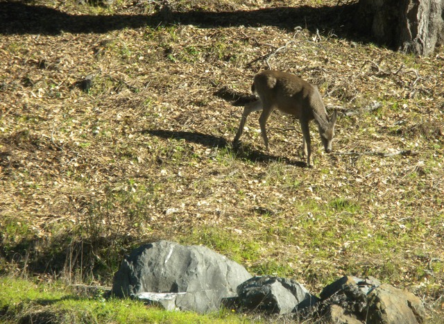 China camp, deer