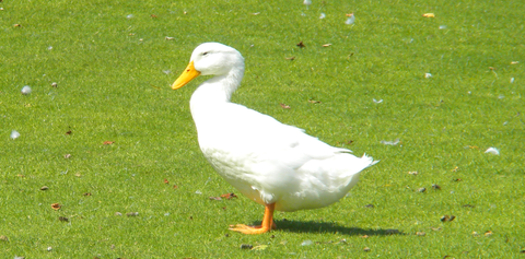 Duck 1