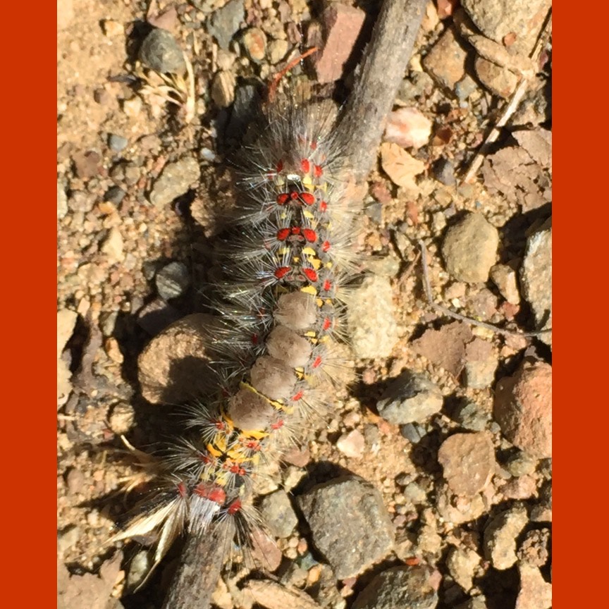 7c Caterpillar