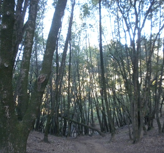 Indian Valley Trees