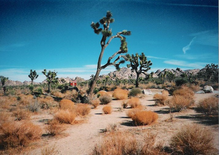 Joshua Tree 7