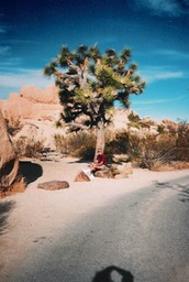 Joshua Tree1