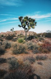Joshua Tree2