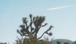 Joshua Tree4