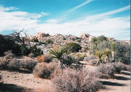 Joshua Tree5