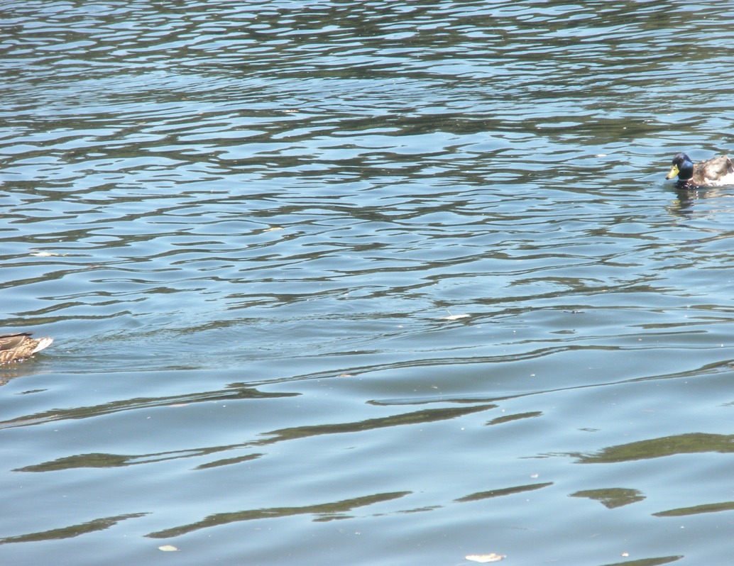 Lake Natoma 5