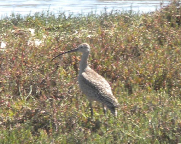 Long-billed Curlew