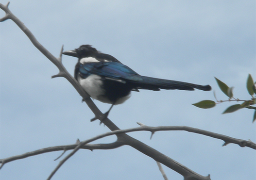 Magpie