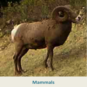 Mammals