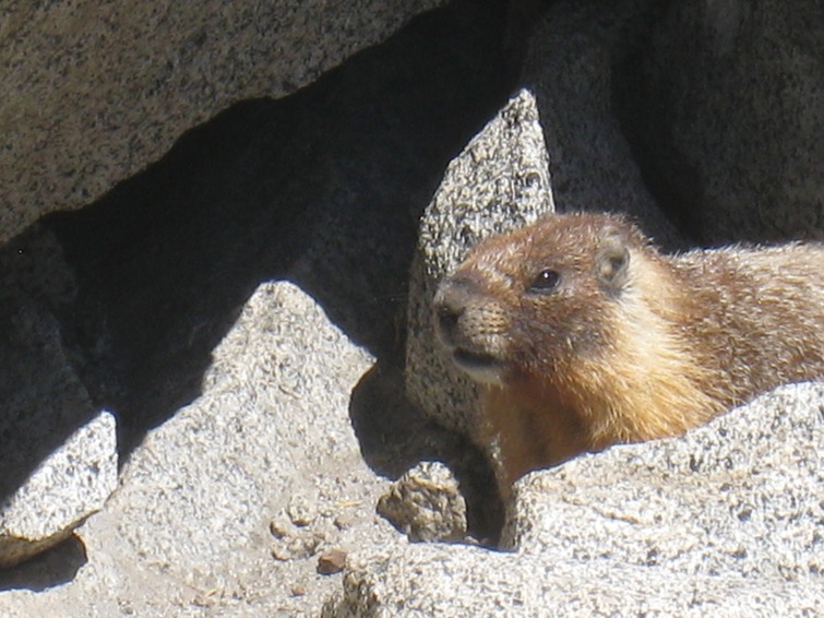 15 Marmot