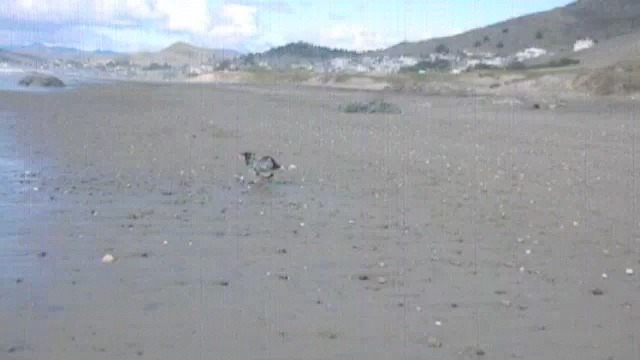 maya-at-cayucos