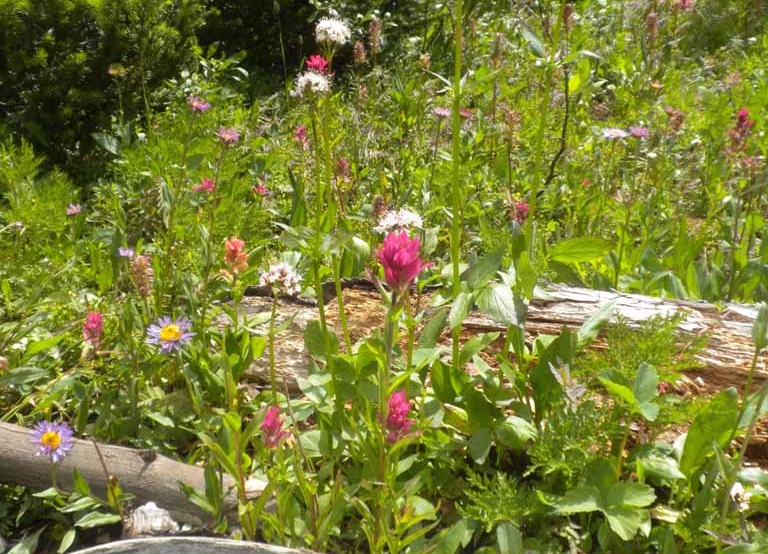 Mixed wildflowers, Chester lake trail