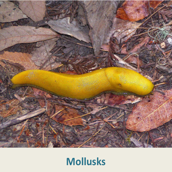 Mollusks