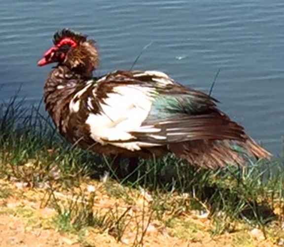 Muscovy duck 