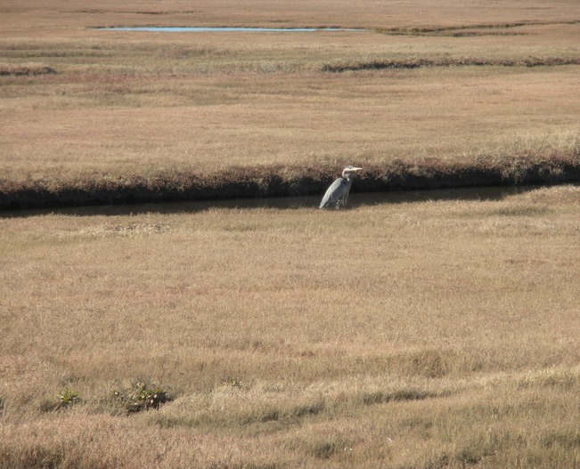Pt Reyes, oyster area, heron 2