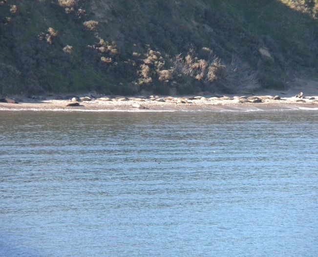 Pt Reyes Seals