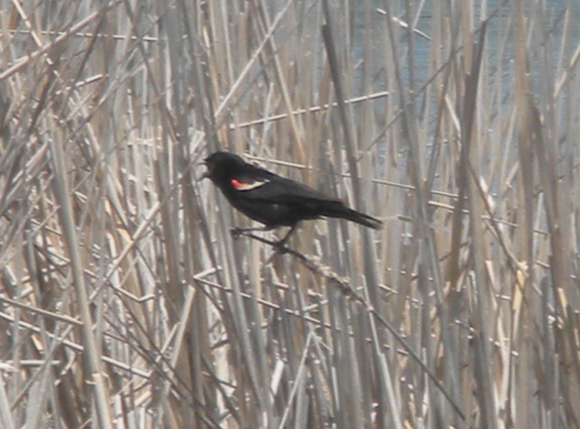 Red Wing Blackbird