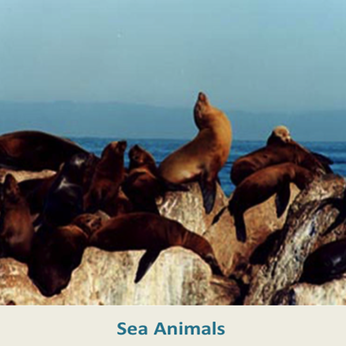 Sea Animals