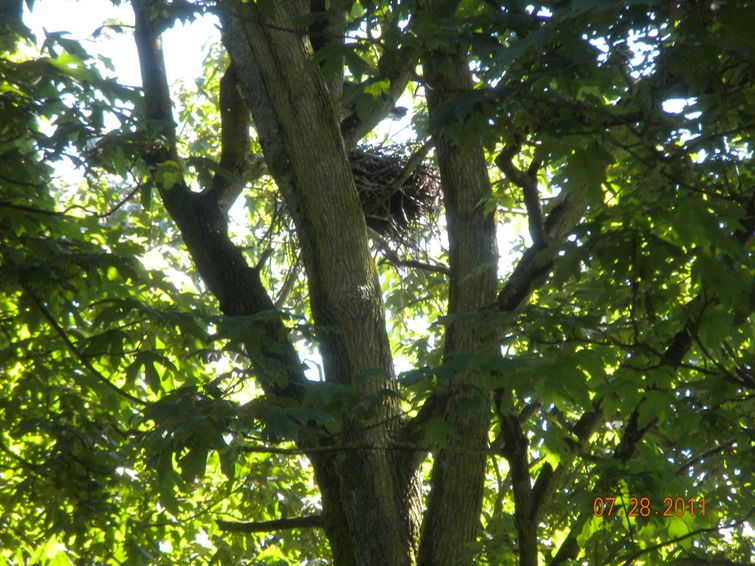 Stanley Park, heron nest