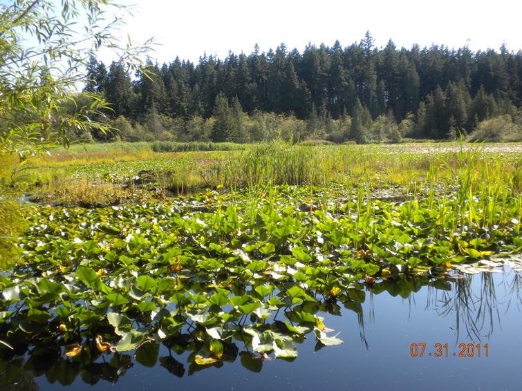 Stanley Pk Beaver pond 1