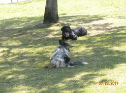 Stanley Pk, Maya & Charlie 1