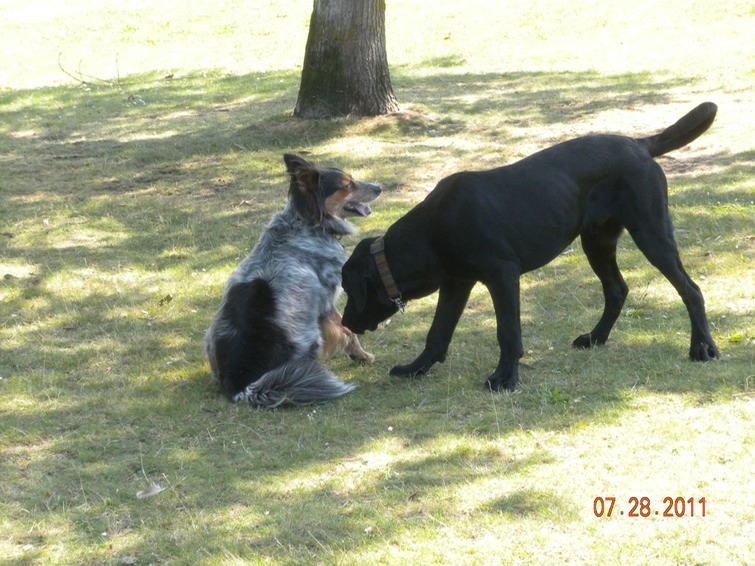 Stanley Pk, Maya & Charlie 2